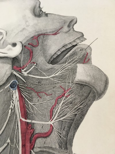 Plate XV detail: Blood vessels of the head and neck.