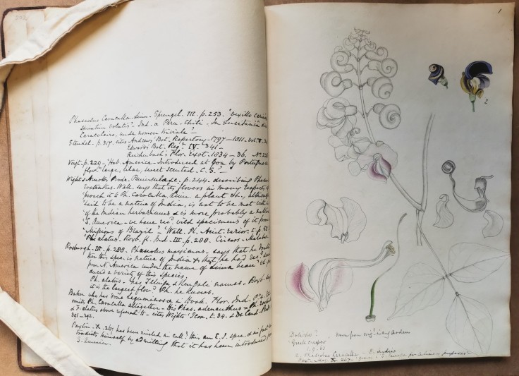 Detail of album of botanical illustrations owned and annotated by Frederick DuCane Godman