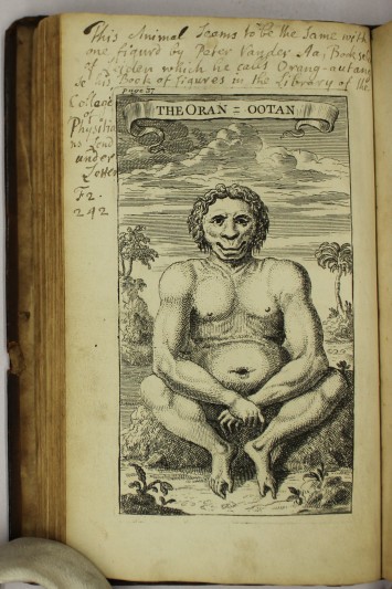 The earliest known European illustration of the Organgutan