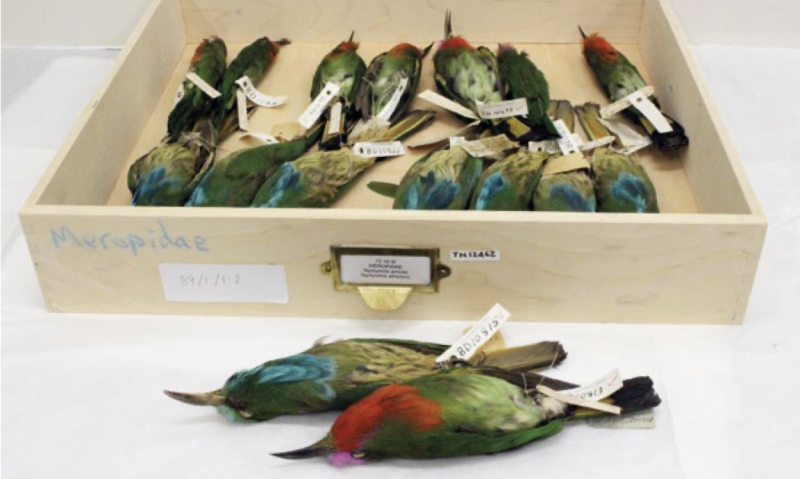 Dresser’s own Bee Eater specimens in the collections of Manchester Museum.