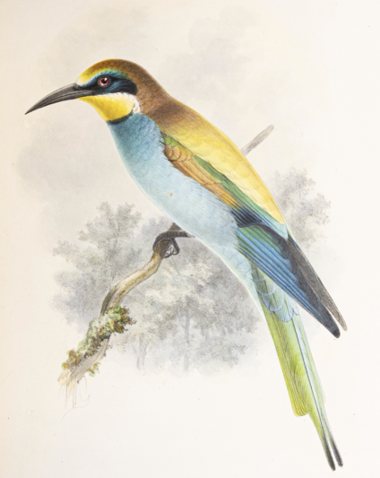 Plate of the European Bee-eater (Merops apiaster).