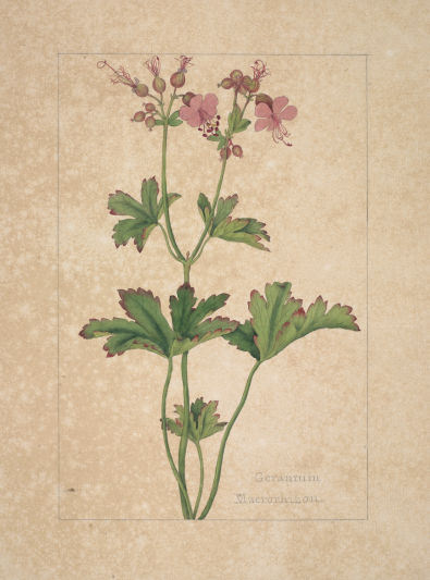 Geranium macrorrhizum, watercolour, English School, late 18th century.