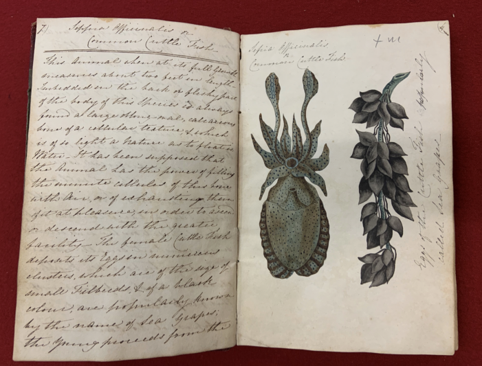 Mary Morland, watercolour of a cuttlefish, c. 1817, from her notebook of specimens.