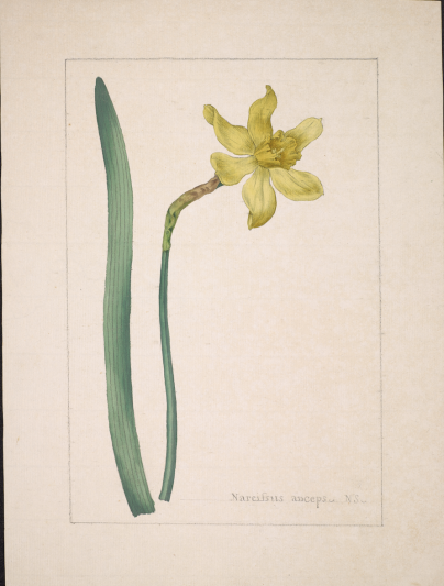 Narcissus anceps, watercolour paper attributed to Sydenham Teast Edwards, late 18th century.