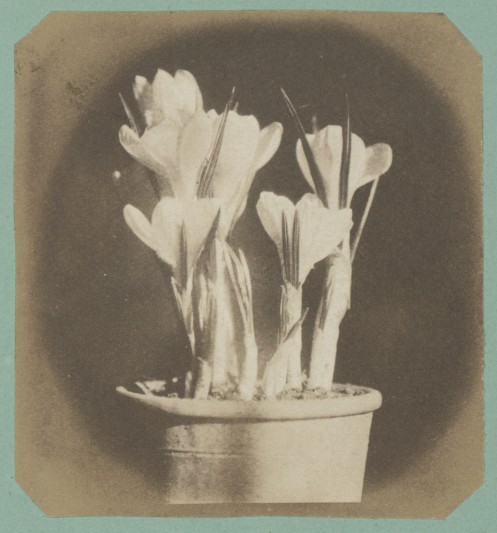 Photograph taken by Mary Dillwyn in the 1840s. Image courtesy of the National Library of Wales